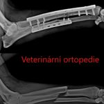 Špičkovou veterinární kliniku poznáte podle vysoké úrovně ortopedické péče